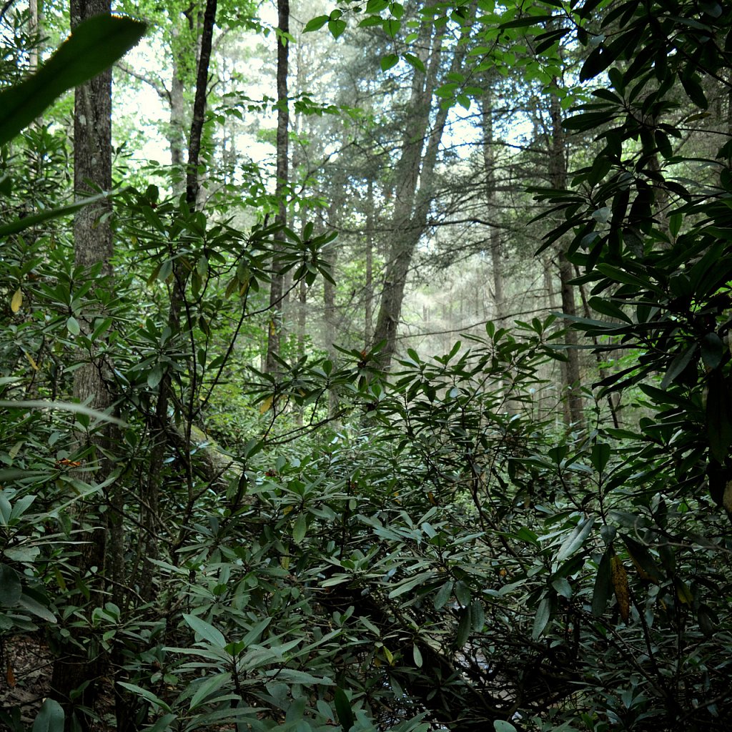 Appalachian trailAppalachian 