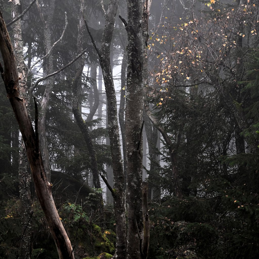 Forest