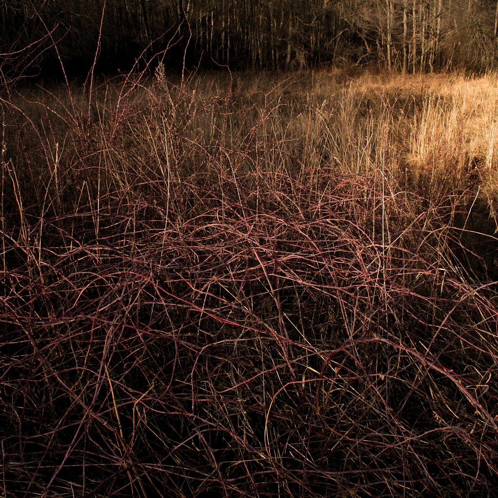  bushes