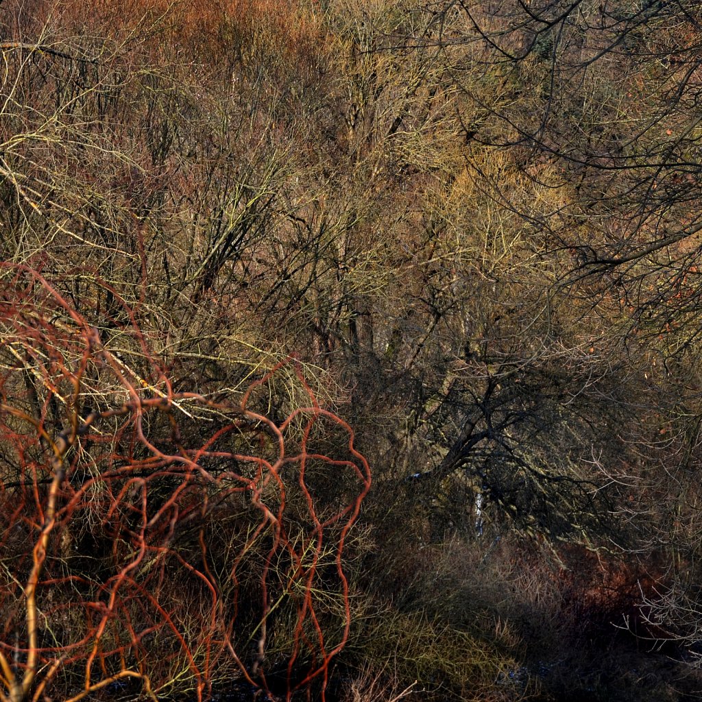  bushes