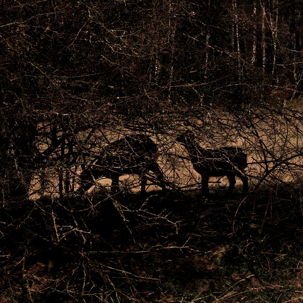 Forest II.