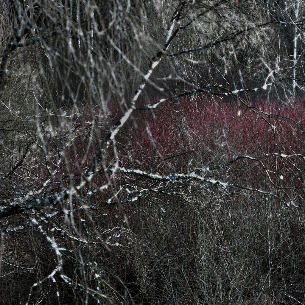  bushes