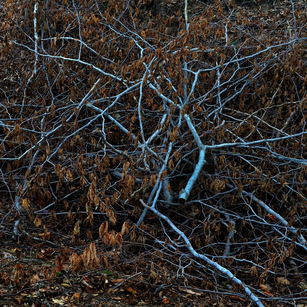  bushes
