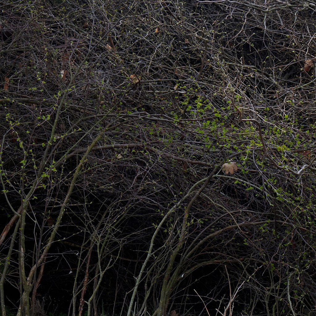  bushes