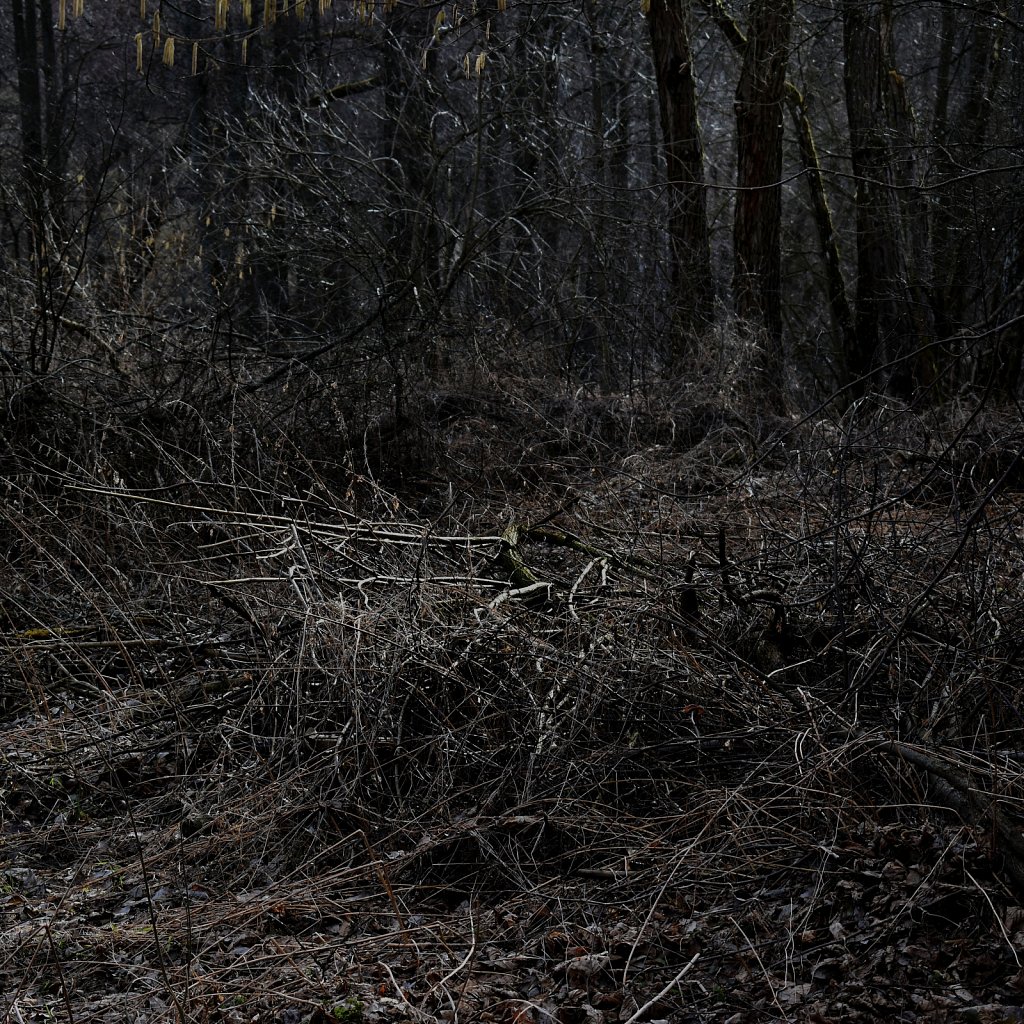  bushes