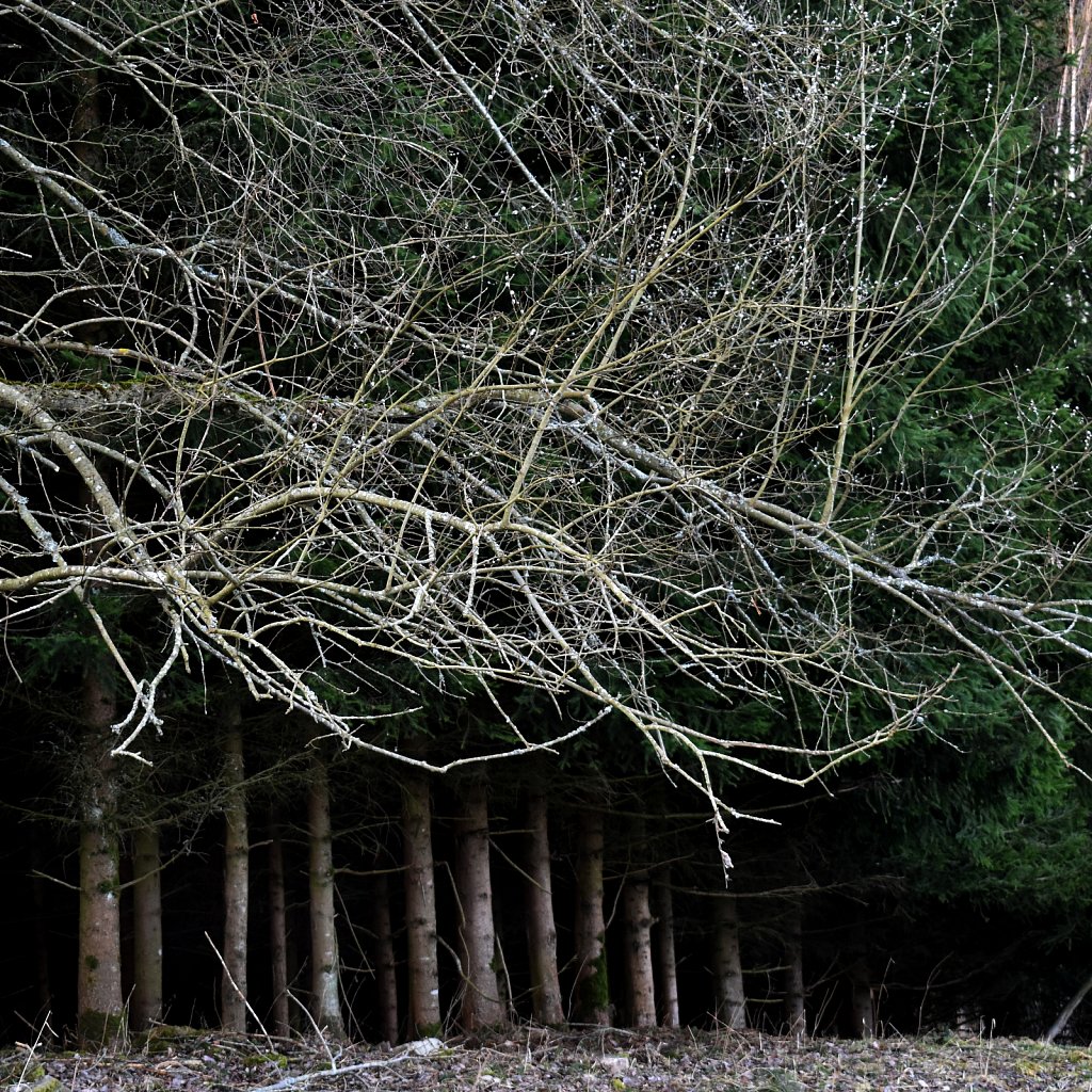  bushes