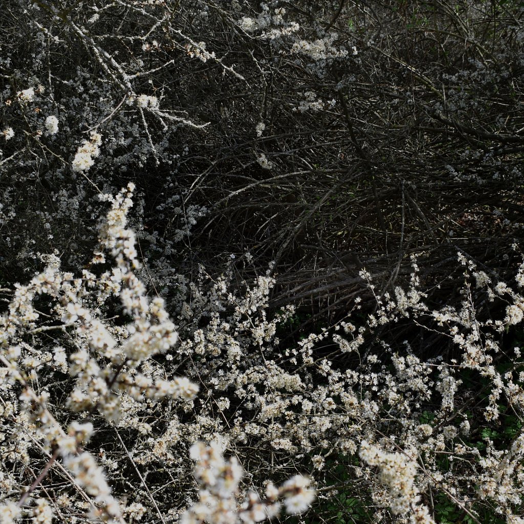  bushes