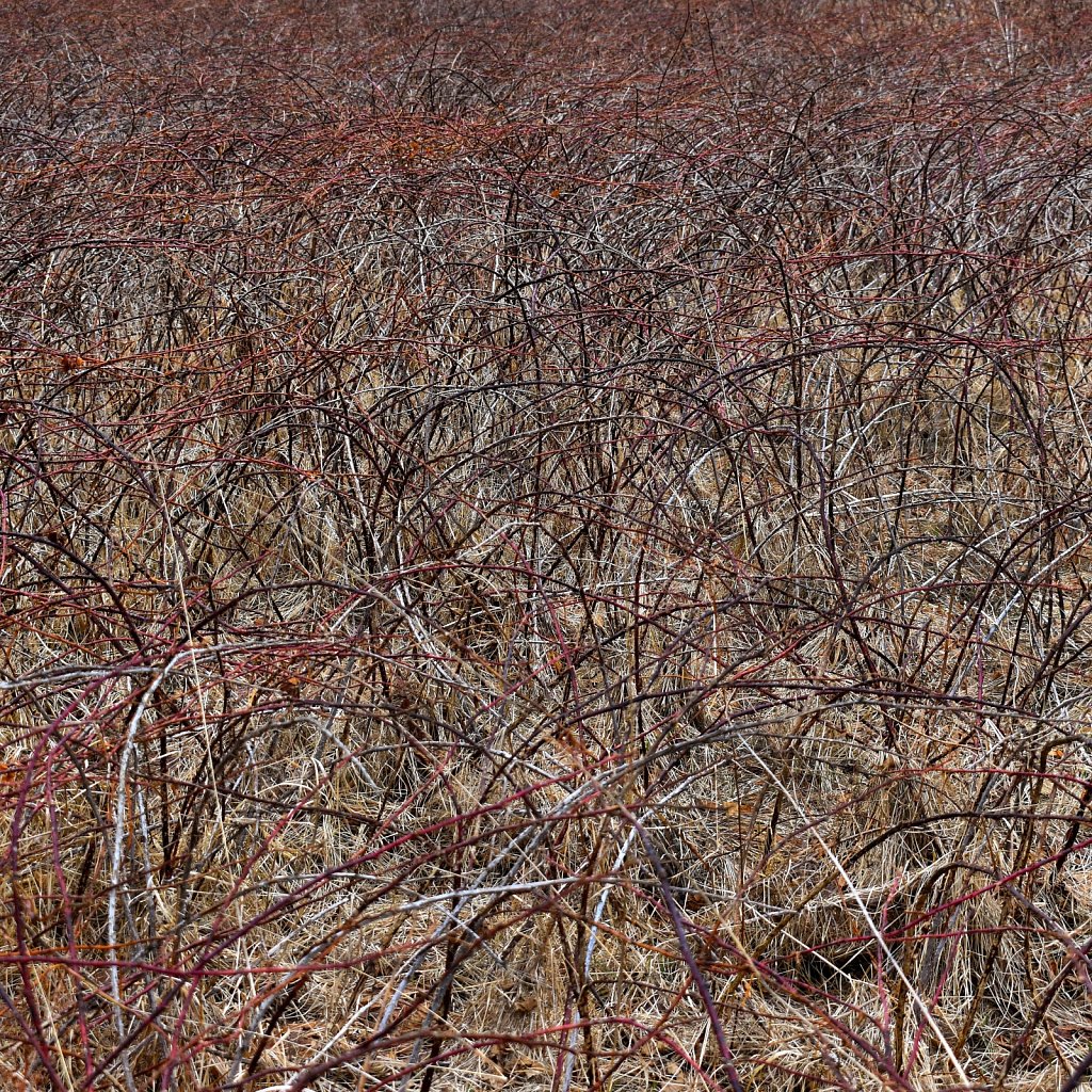  bushes