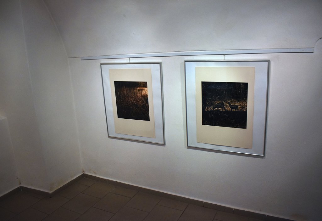 Forest - Gallery Fara