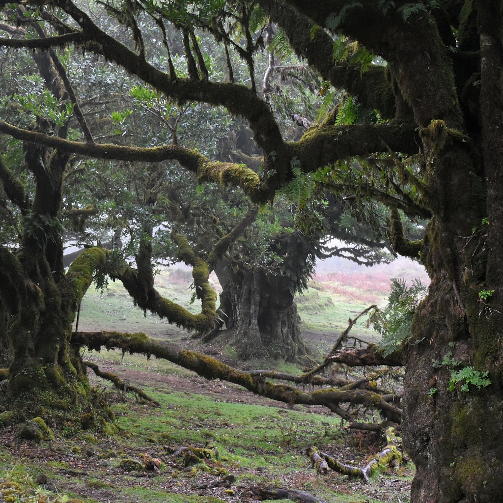 Madeira Trip