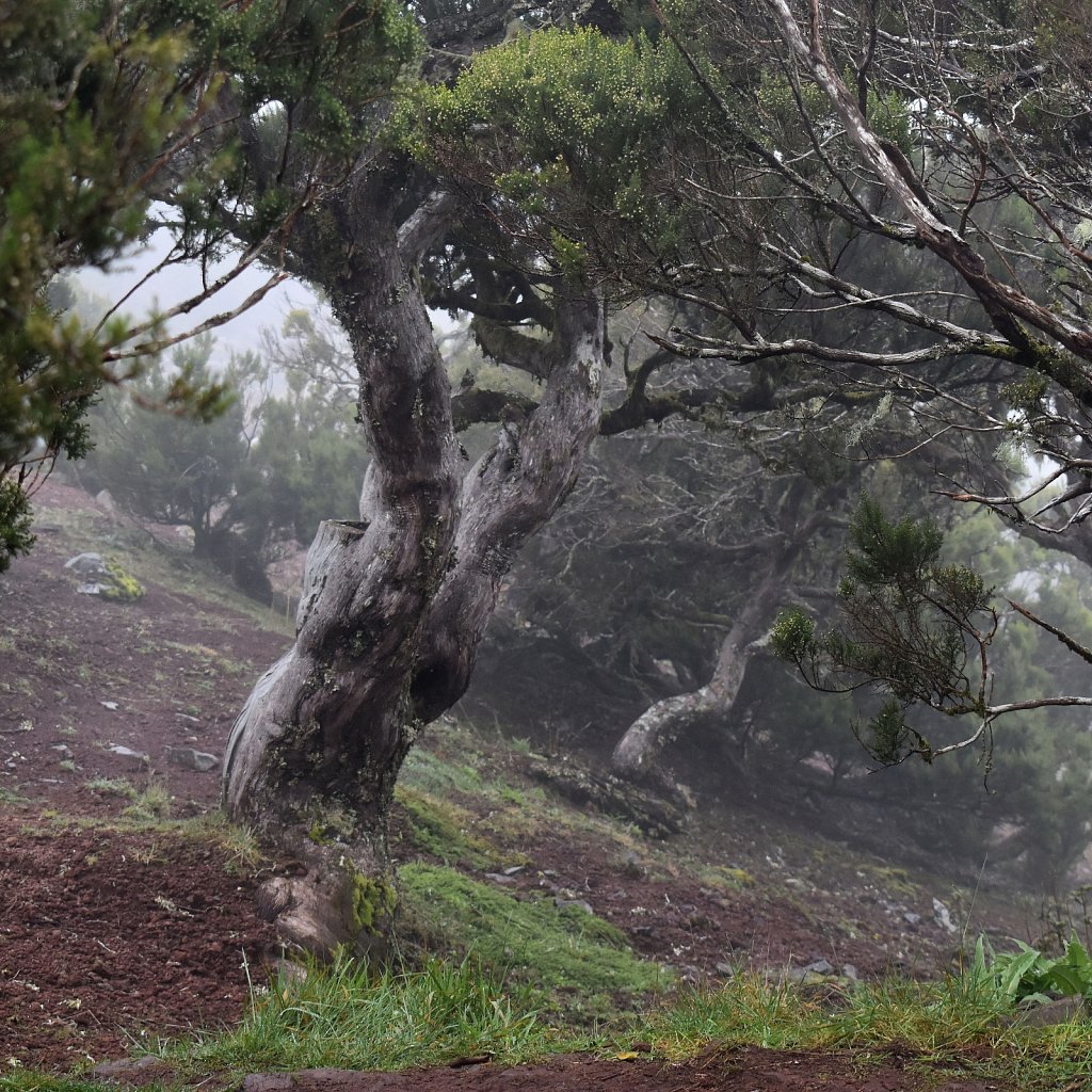 Madeira Trip