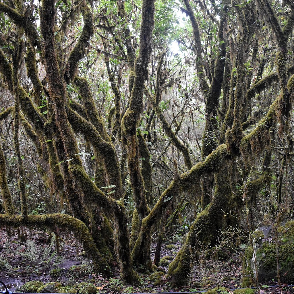 Madeira Trip