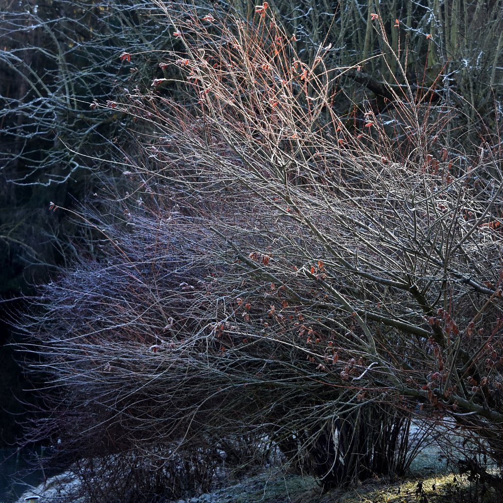  bushes