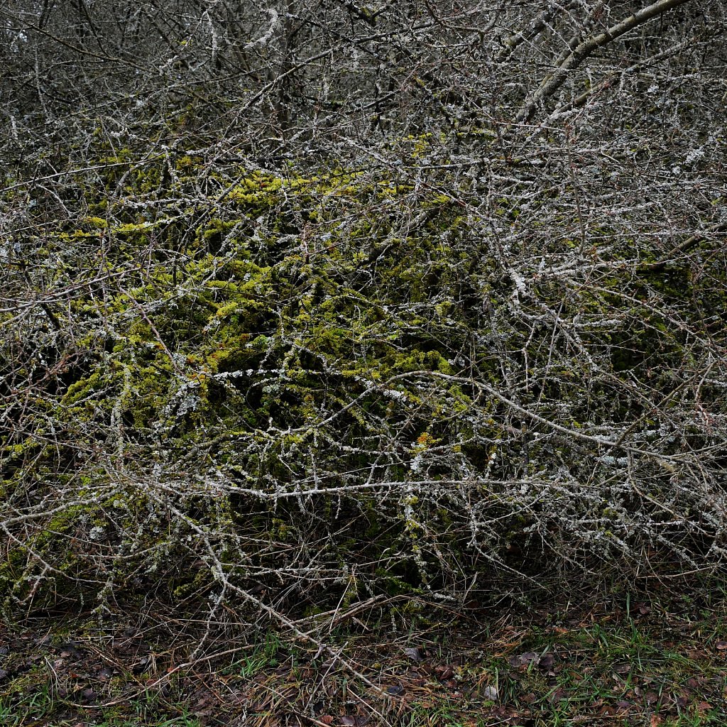 Forest II.