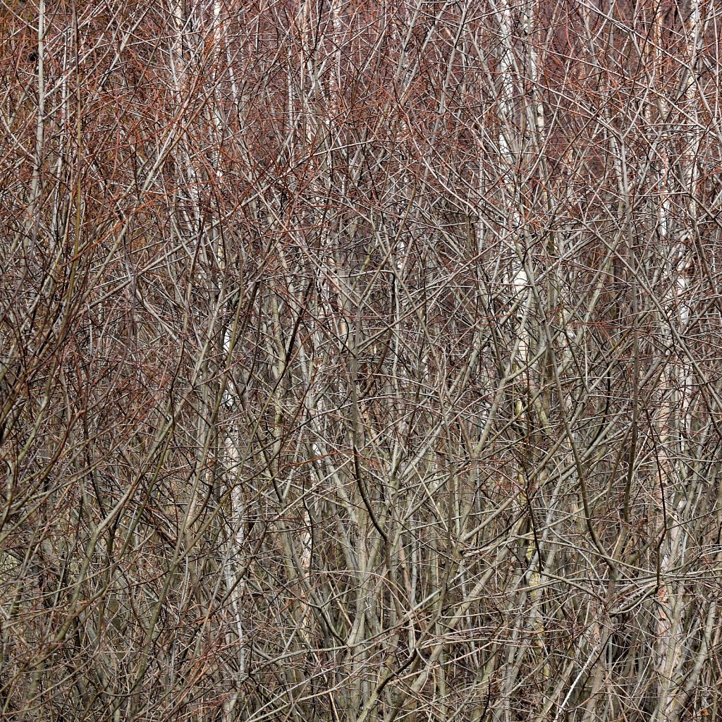  bushes