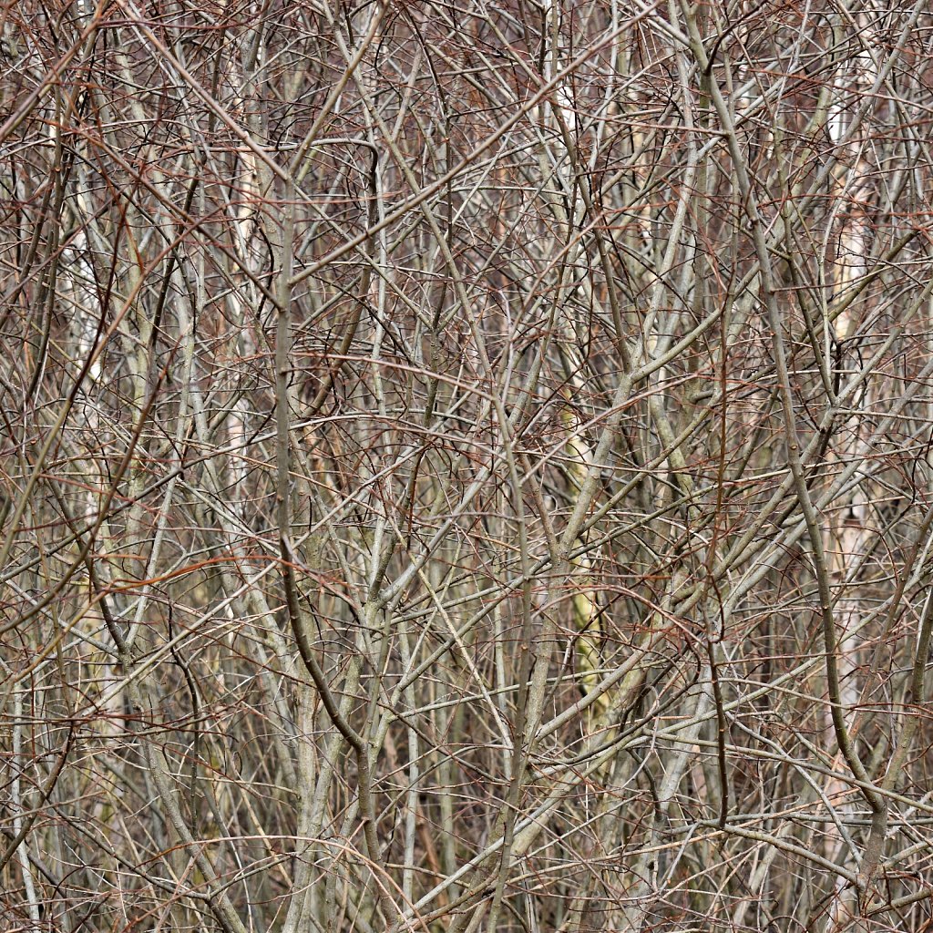  bushes