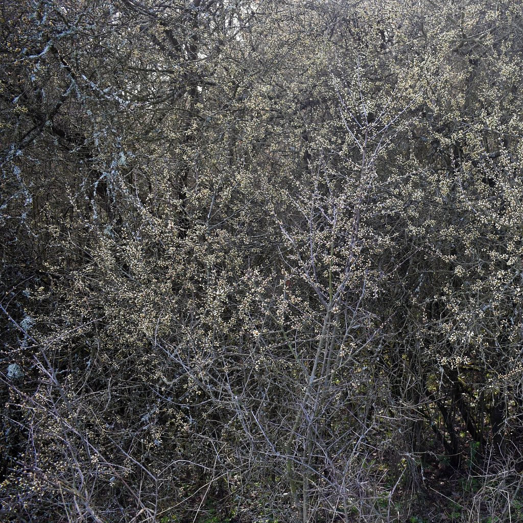 DSC-0638ffrrr-kopie.jpg