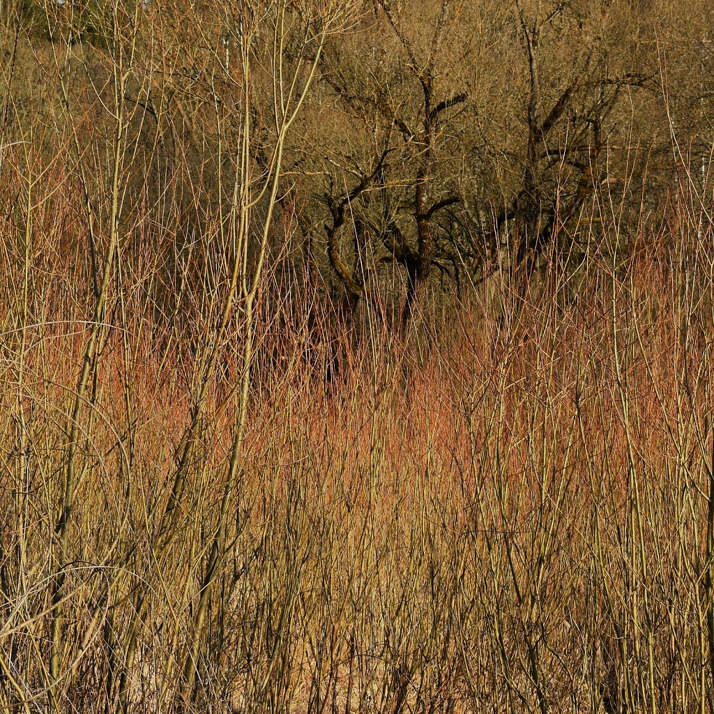  bushes