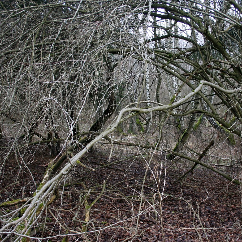  bushes
