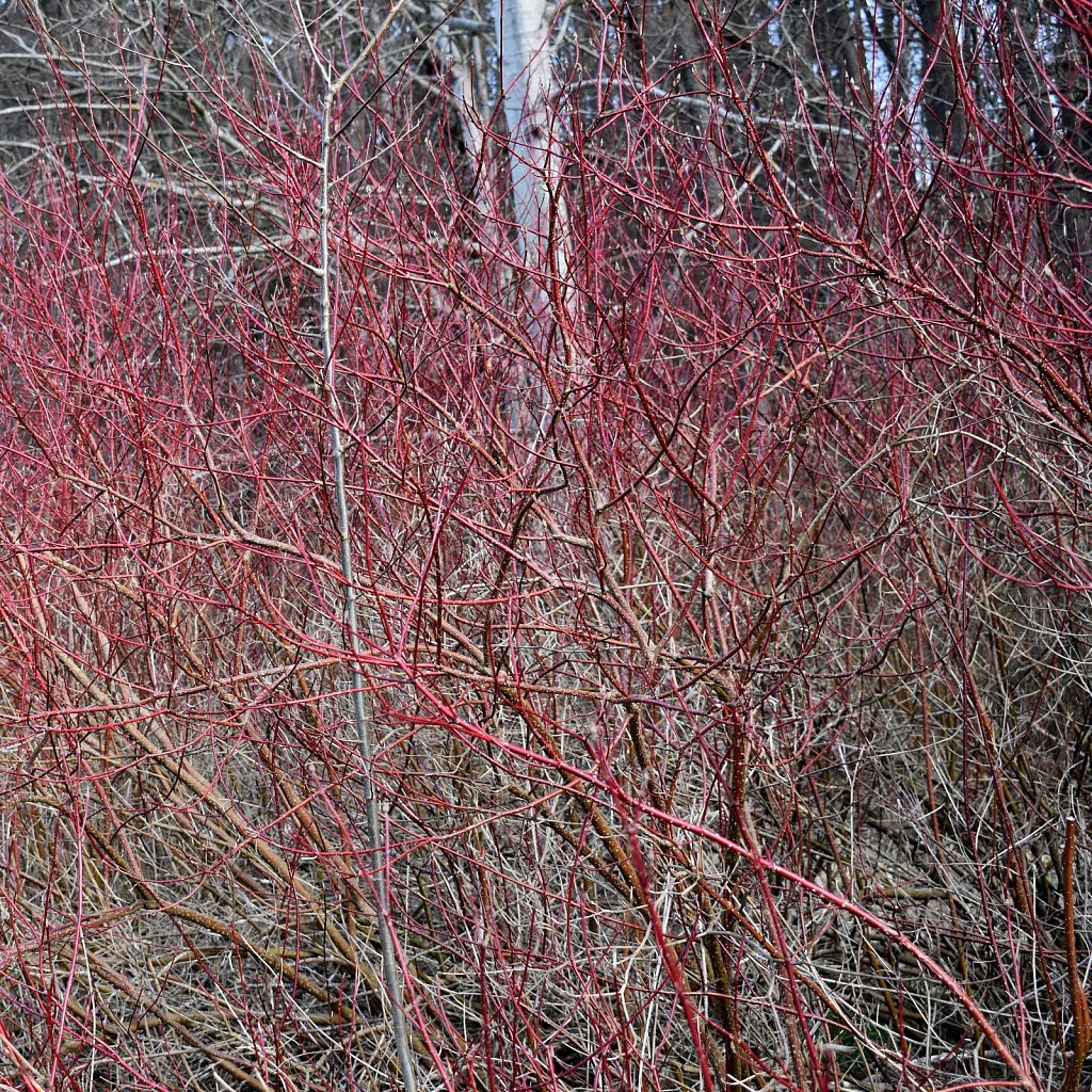  bushes