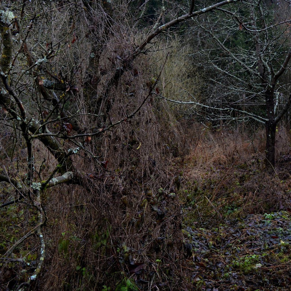  bushes