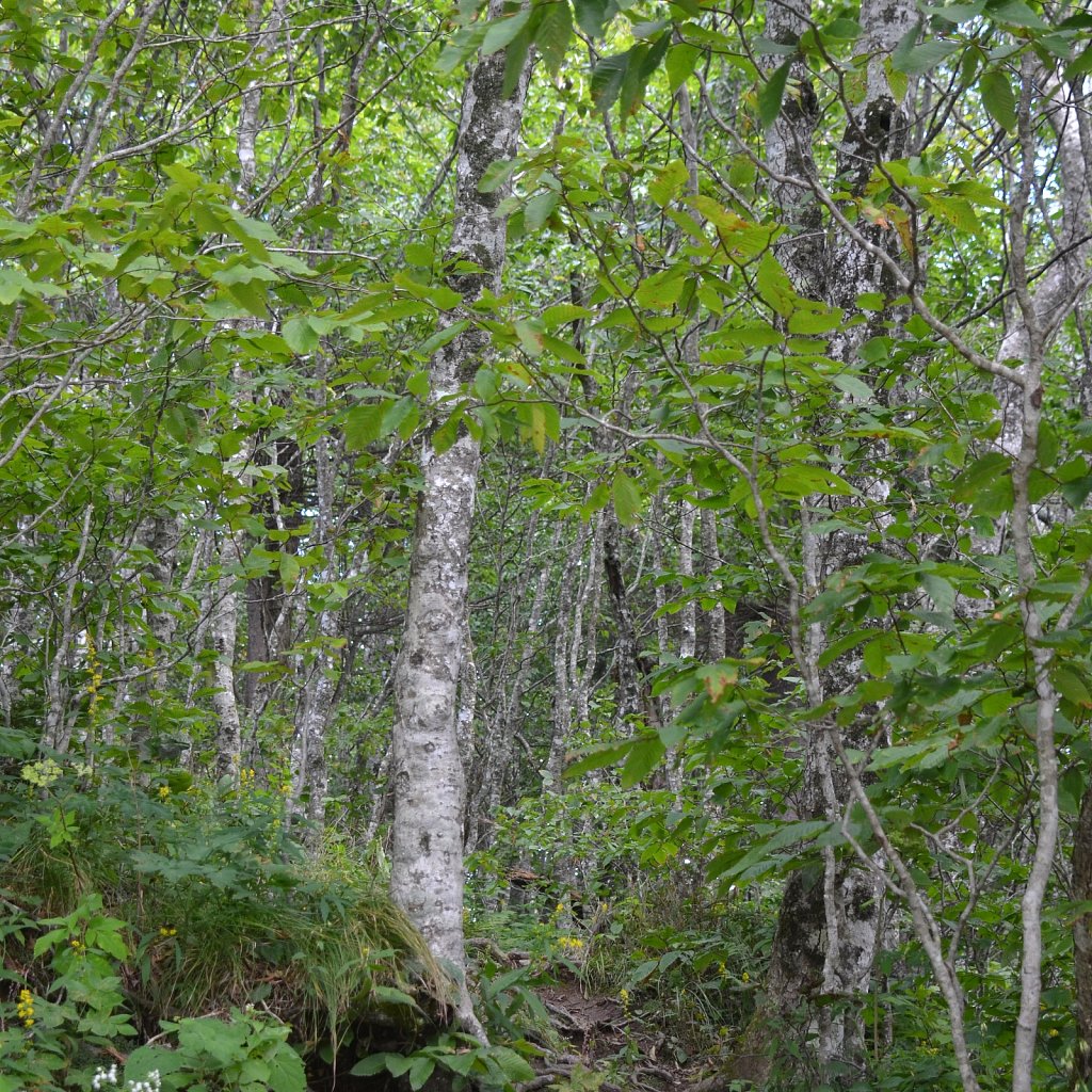 Appalachian 