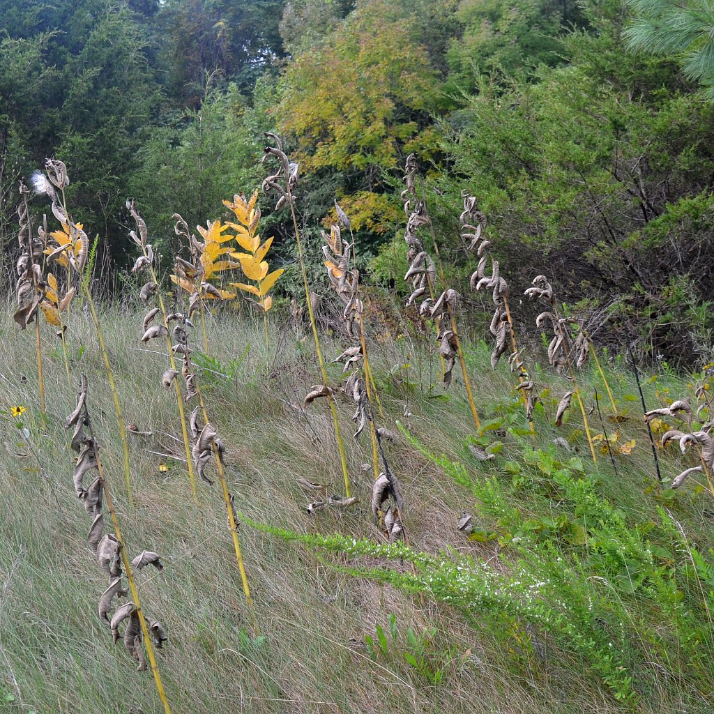 Appalachian 