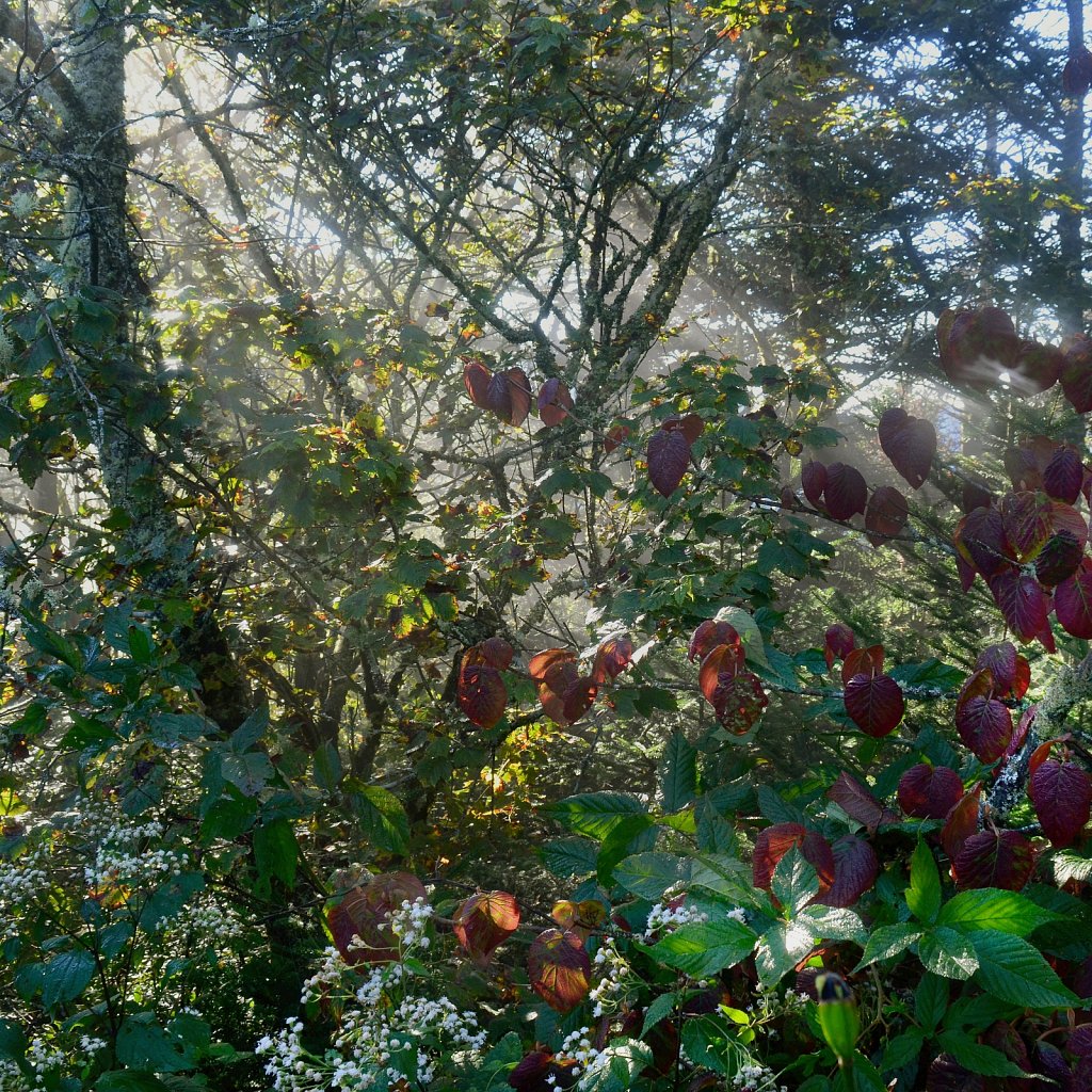 Appalachian 